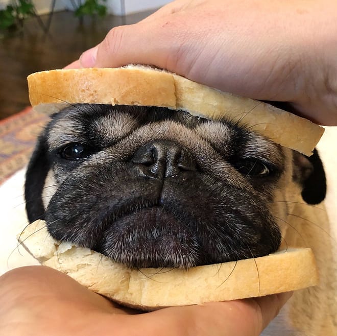 dog head between two slices of bread